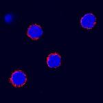 SCF Polyclonal Antibody
