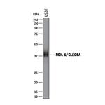 CLEC5A Antibody in Western Blot (WB)