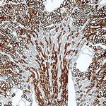 Carbonic Anhydrase IV Polyclonal Antibody