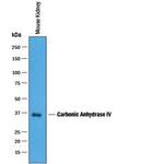Carbonic Anhydrase IV Antibody in Western Blot (WB)