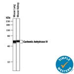 Carbonic Anhydrase IV Antibody in Western Blot (WB)