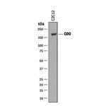 CDO Antibody in Western Blot (WB)