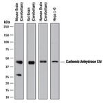 Carbonic Anhydrase XIV Antibody in Western Blot (WB)