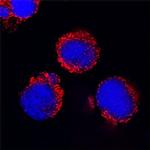 CD200R Antibody in Immunocytochemistry (ICC/IF)