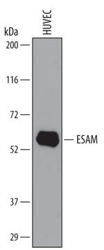 ESAM Polyclonal Antibody