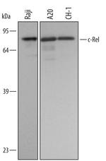 c-Rel Polyclonal Antibody