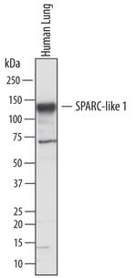 SPARCL1 Antibody in Western Blot (WB)