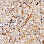 Syndecan 3 Polyclonal Antibody