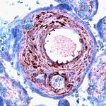 FGF9 Polyclonal Antibody