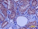 beta-2 Defensin Antibody in Immunohistochemistry (Paraffin) (IHC (P))