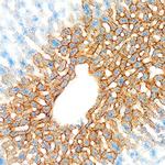 PIGR Polyclonal Antibody