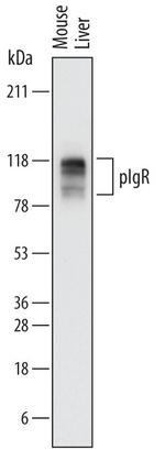 PIGR Antibody in Western Blot (WB)