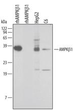 AMPK beta-1 Antibody in Western Blot (WB)