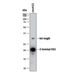 West Nile Virus NS3 Protease Polyclonal Antibody