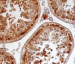Relaxin 3 Polyclonal Antibody