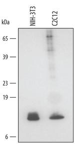 GLRX Polyclonal Antibody