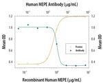 MEPE Polyclonal Antibody