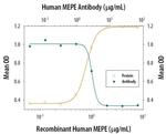 MEPE Antibody