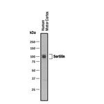 Sortilin Antibody in Western Blot (WB)