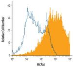 CD146 Antibody in Flow Cytometry (Flow)