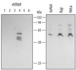 TRAF4 Polyclonal Antibody