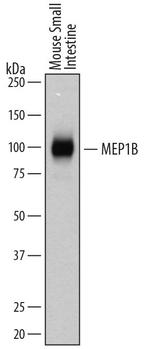 MEP1B Antibody in Western Blot (WB)
