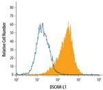 DSCAML1 Polyclonal Antibody