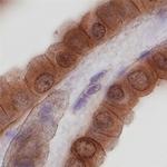 Nidogen 2 Polyclonal Antibody