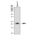 Rbp4 Antibody in Western Blot (WB)