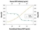 MSP Antibody