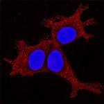 HES4 Polyclonal Antibody