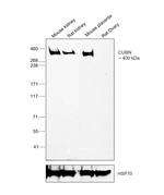 CUBN Antibody in Western Blot (WB)