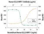 CCL23 Antibody