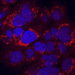 HFE2 Antibody in Immunocytochemistry (ICC/IF)