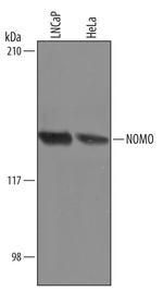 NOMO1 Polyclonal Antibody