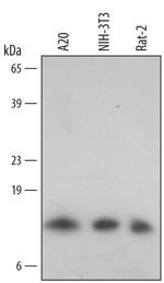 TXNL5 Polyclonal Antibody