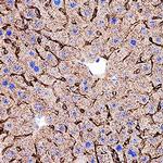 ITGA9 Polyclonal Antibody