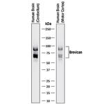 Brevican Antibody in Western Blot (WB)