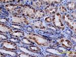 Renin Antibody in Immunohistochemistry (Paraffin) (IHC (P))