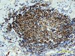 WNT6 Antibody in Immunohistochemistry (Paraffin) (IHC (P))