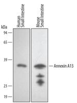 Annexin A13 Polyclonal Antibody