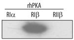 PRKAR1B Antibody in Western Blot (WB)