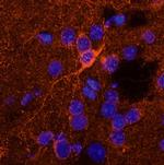 SorCS2 Antibody in Immunohistochemistry (Frozen) (IHC (F))