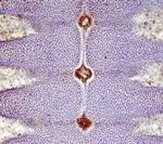 S100A13 Polyclonal Antibody