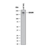 CD109 Antibody in Western Blot (WB)