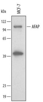 AFAP Polyclonal Antibody
