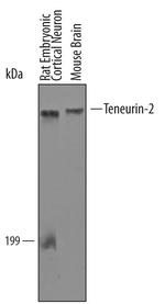 TENM2 Antibody in Western Blot (WB)