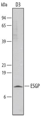 ESGP Antibody in Western Blot (WB)