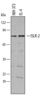ISLR2 Antibody in Western Blot (WB)