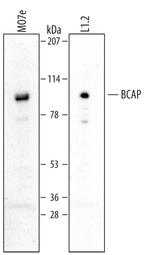 PIK3AP1 Polyclonal Antibody